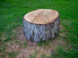 How Our Tree Care Process Works  in  Minnetonka, MN