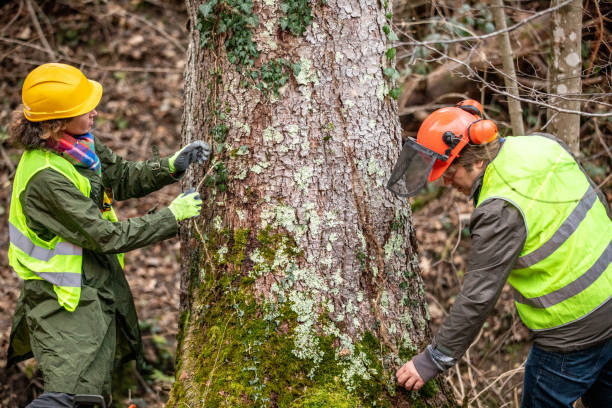 Trusted Minnetonka, MN Tree Care Experts